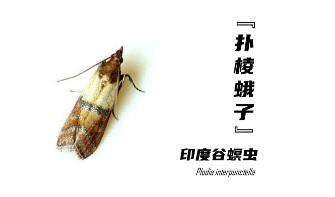 印度谷螟2.png 印度谷螟2.png